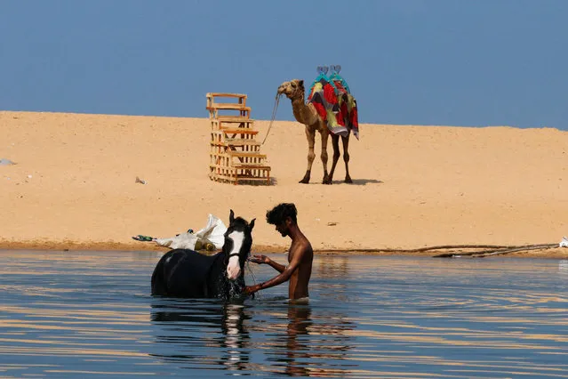 In this picture taken on March 26, 2022, a man washes a horse in the Neyyar River in Poovar, Kerala. (Photo by Sebastien Berger/AFP Photo)