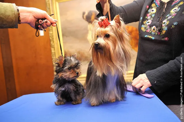 Sierra,  a Yorkshire Terrier puppy (L) and Heidi, a Yorkshire Terrier adult attend as American Kennel Club announces Most Popular Dogs in the U.S. at American Kennel Club Offices