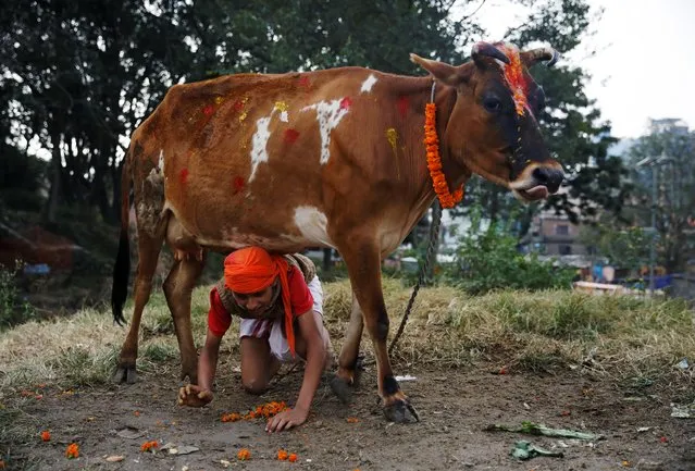 A young Hindu priest crawls under a cow during a religious ceremony celebrating the Tihar festival, also known as Diwali, in Kathmandu, Nepal on October 28, 2019. (Photo by Navesh Chitrakar/Reuters)