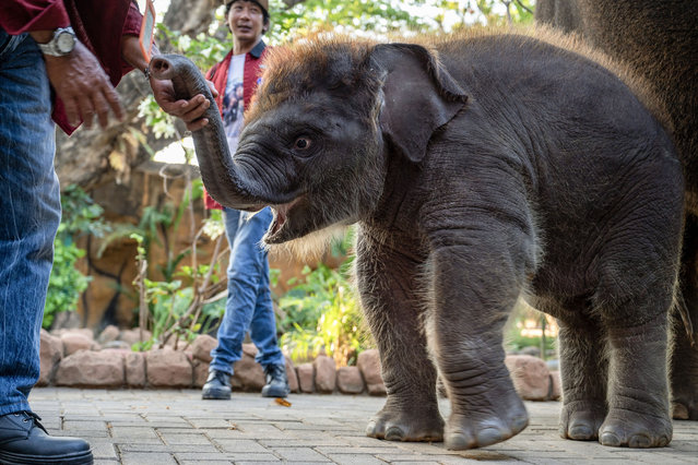 A male Sumatran elephant calf named Rocky Balboa, born on May 25, 2024, stands next to its mother, a 40-year-old elephant named Lembang, at the Surabaya Zoo during the introduction of the 3-month-old calf to the public in Surabaya on August 31, 2024. (Photo by Juni Kriswanto/AFP Photo)