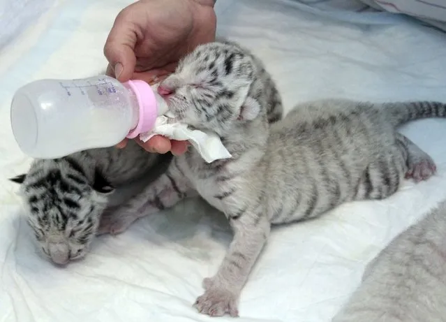 A zookeeper feeds a newly-born white Bengal tiger cub in private zoo in Yalta, May 7, 2012. Tigrulia, presented to a local zoo in 2009 by then prime minister Yulia Tymoshenko, gave birth to four cubs on Sunday