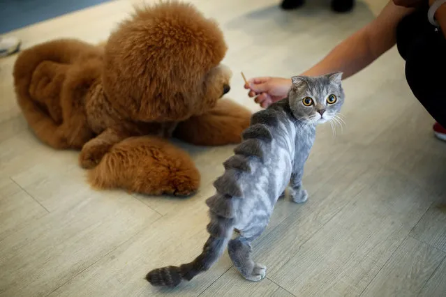 A cat with a “stegosaurus spine” design cut into its fur is seen next to a dog at a pet shop, in Tainan, Taiwan June 19, 2016. Lee Mei-chen, Taiwanese hairdresser turned pet groomer, shaves paw prints, lion faces and characters from Japanese brand Hello Kitty on to animal backs. The teddy bear design is one of the most complex in the furry repertoire. Ou Shih-jou, owner of the salon where Lee works in southern Taiwan, said the quirky pet patterns came from owners wanting something different to the normal summer shave, with designs determined by the natural assets of the pets. (Photo by Tyrone Siu/Reuters)