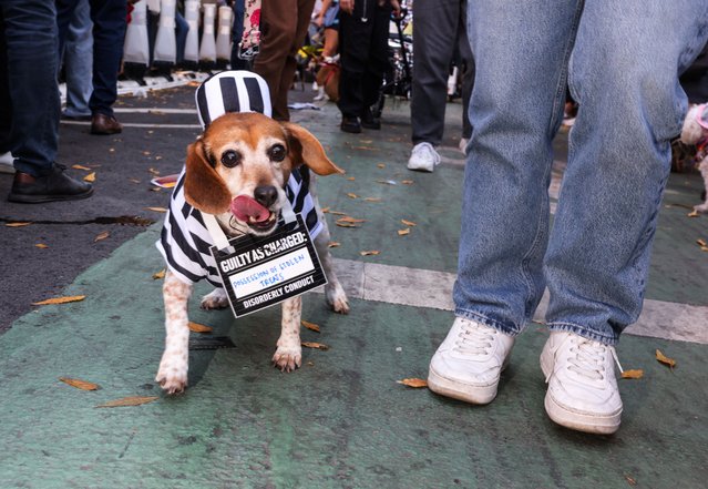 A dog walks during the Halloween Dog Parade in New York City, on October 19, 2024. (Photo by Caitlin Ochs/Reuters)