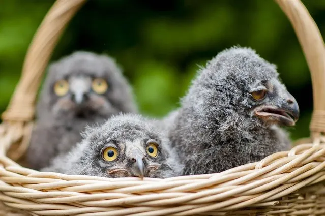 Little snowy owls at the Zoo in Hannover, Germany