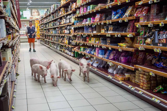 Young pigs walk down the aisle of a Casino supermarket in Sarlat, southwestern France, after farmers released them during a demonstration at the supermarket on August 20, 2015. (Photo by Yohan Bonnet/AFP Photo)