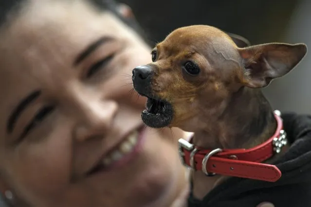 A dog barks while being watched by its owner during the PetFest at the Vizcaya dog park in Caracas, Venezuela, Saturday, July 23, 2022. (Photo by Matias Delacroix/AP Photo)