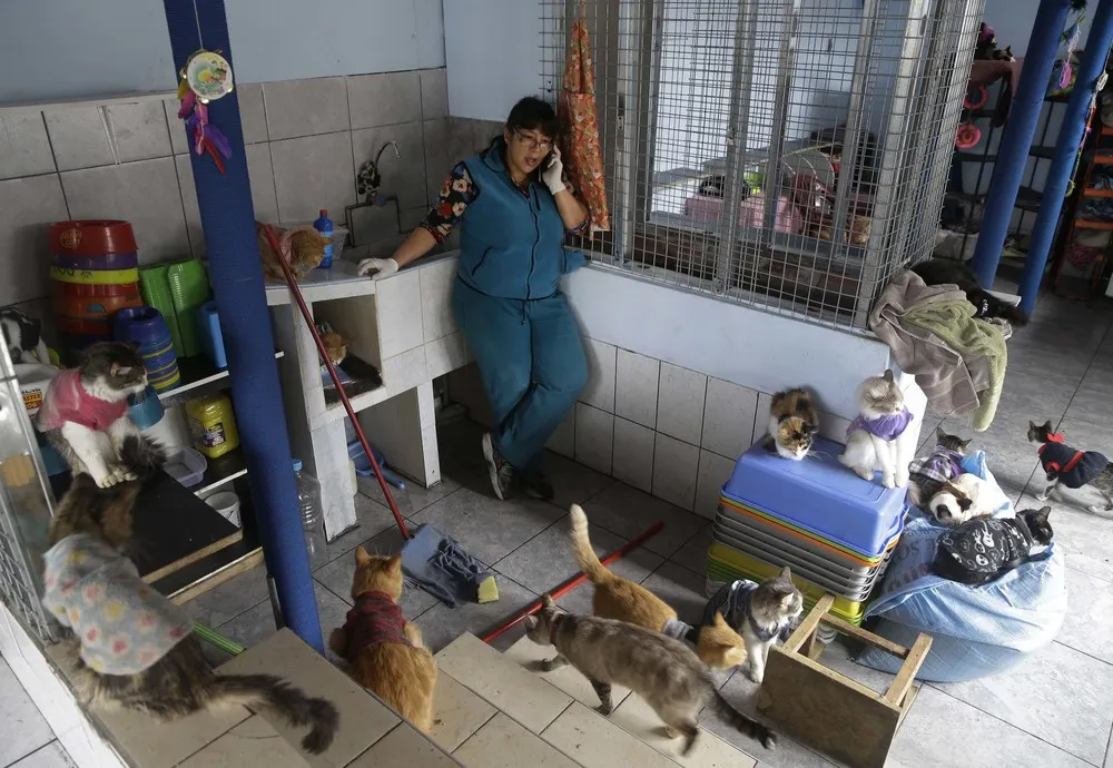 Peruvian Nurse Cares for 175 Sick Cats