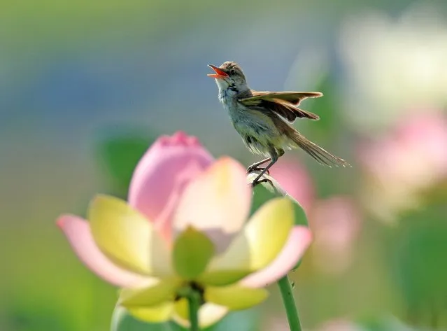 A picture made available on 21 July 2016 shows a reed warbler, known as the harbinger of summer, chirping on a lotus flower in a marsh in the eastern coastal city of Gangneung, about 240km northeast of Seoul, South Korea, 20 July 2016, as summer is in full swing in South Korea. (Photo by EPA/Yonhap)
