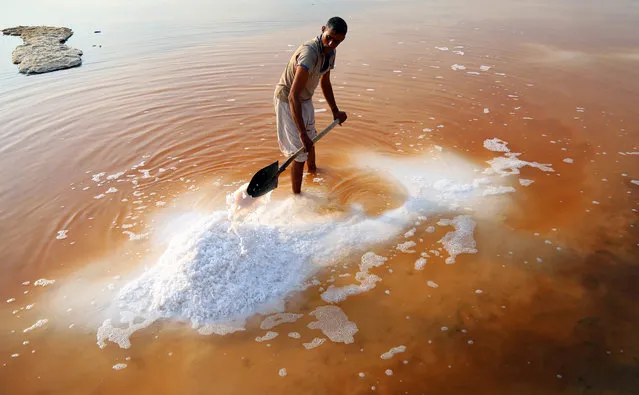 Iraqi salt workers harvest salt in saline water in the town of Diwaniyah, around 160 kilometres (100 miles) south of the capital Baghdad. The salt harvest season in Iraq lasts from April until October annually, as workers cultivate the marshes left by the rain, selling the salt by the bag for a sum of 5000 Iraqi dinars (equivalent to 4 US dollars), to be later sold to laboratories for crushing and purification. (Photo by Haidar Hamdani/AFP Photo)