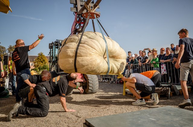 A giant pumpkin is lifted onto the scales at the European Pumpkin Weighing Championships in Ludwigsburg, Baden-Württemberg, Germany on October 8, 2023. (Photo by Christoph Schmidt/dpa/Cover Images)