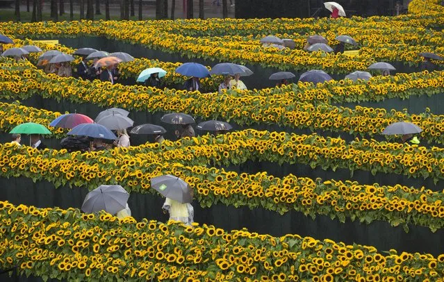 Guests take cover from the rain under umbrellas as they walk through a labyrinth of 125,000 sunflowers, to mark the opening of the new entrance to the Van Gogh museum and the 125th anniversary of the Dutch master's death in Amsterdam, Netherlands, Friday, September 4, 2015. (Photo by Peter Dejong/AP Photo)