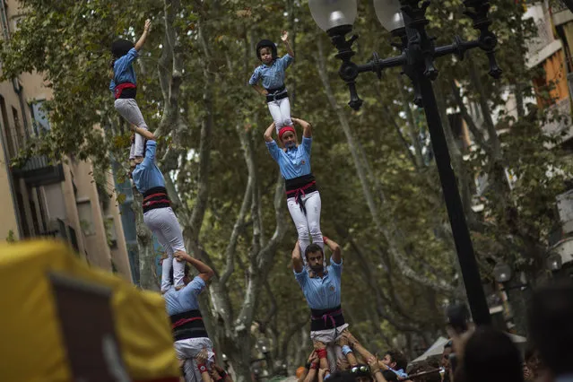 Members of Castellers form their famous human towers called “castells”, as two of its members mount the top waving to the crowd, in the Barcelona neighborhood of Poble Nou, Spain, Sunday, September 14, 2014. (Photo by Emilio Morenatti/AP Photo)