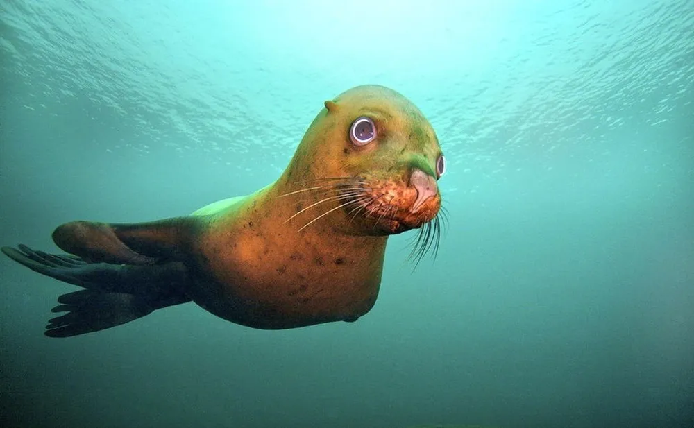 Cute little sea lions by Jon Cornforth