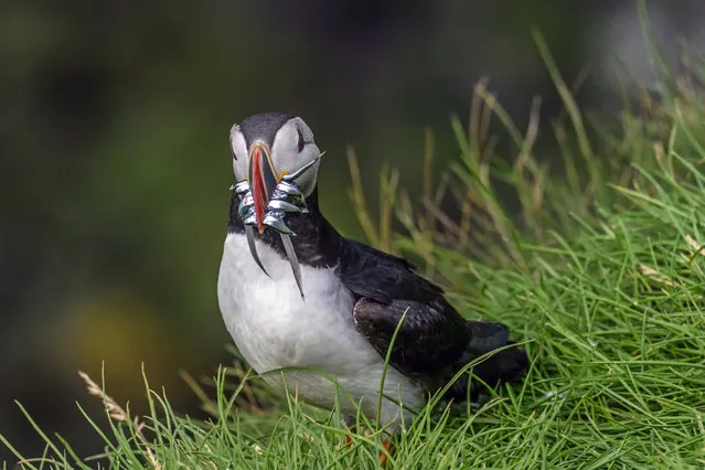 “Success”. A puffin returns from a fishing expedition with a good catch. Photo location: Iceland. (Photo and caption by Peter Allinson/National Geographic Photo Contest)