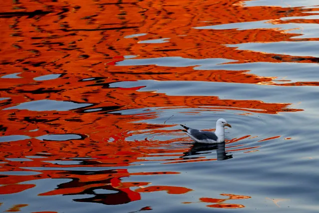 A gull swims in search of its next meal as the reflection of a sunlit building colors the waters of Portland Harbor, Thursday, May 14, 2020, in Portland, Maine.(Photo by Robert F. Bukaty/AP Photo)