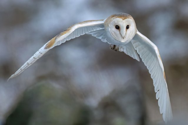 A barn owl takes flight in Haworth, West Yorkshire, UK on March 9, 2025. (Photo by David Driver/Animal News Agency)