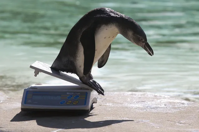 A Humboldt penguin slides off the scales after being weighed during a photocall at London Zoo on August 24, 2016, to promote the zoo's annual weigh-in event in London on August 24, 2016. (Photo by Justin Tallis/AFP Photo)