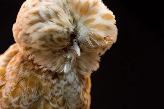 A Poland Bantam Chamois female chicken is seen on display at the 45th National Championship Poultry Show, hosted by “The Poultry Club of Great Britain” and held at The International Centre in Telford, Shropshire on December 2, 2017. (Photo by Oli Scarff/AFP Photo)