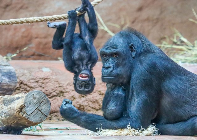 An 11-month-old lowland gorilla plays with her parents at the Prague Zoo on April 10, 2025. (Photo by Lucie Stepnickova/Solent News)
