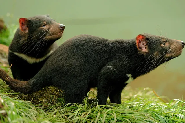 This file picture taken on April 27, 2012 shows two 14 month old Tasmanian Devils exploring their enclosure at Devil Ark in the Barrington Tops area of Australia's New South Wales state. Their numbers decimated by a vicious face cancer, Tasmanian devils seem to be pulling back from the brink of extinction through lightning-fast genetic evolution, astonished scientists said on August 30, 2016. A detailed comparison of the genomes of 294 devils, before and after the cancer emerged 20 years ago, revealed species-wide adaptations in seven genes in a mere four to six devil generations.Five of the genes are associated with immunity and cancer resistance in mammals. (Photo by Greg Wood/AFP Photo)