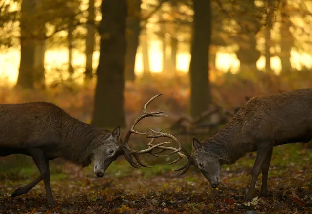 Deer stags clash antlers as the rutting season continues, in Richmond Park, London, Britain on December 1, 2022. (Photo by Toby Melville/Reuters)