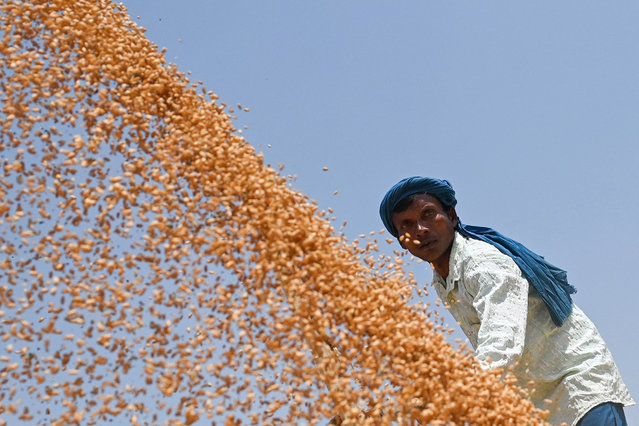 A worker winnows the wheat crop at a wholesale grain market in Jalandhar on April 14, 2025. (Photo by Shammi Mehra/AFP Photo)