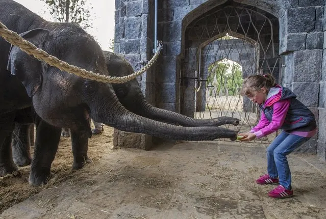 Belgian girl Lola, 6, gives apples to elephants at the Pairi Daiza wildlife park in Brugelette, September 6, 2015. (Photo by Yves Herman/Reuters)