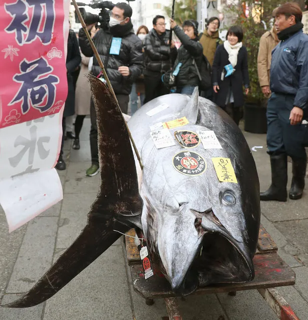 The 892 pound (405 kilogram) bluefin tuna is seen outside Tsukiji fish market, Friday, January 5, 2018.  The huge bluefin tuna has sold for 36.5 million yen ($320,000) in what may really be Tsukiji market's last auction at its current site in downtown Tokyo, local media reports said Friday.  The winning bid for the prized but threatened species at the predawn auction was well below the record 155.4 million yen bid at 2013's annual New Year auction. It amounts to about 90,000 yen ($798) per kilogram and was paid by a local wholesaler, the reports said. (Photo by Takuya Inaba/Kyodo News via AP Photo)
