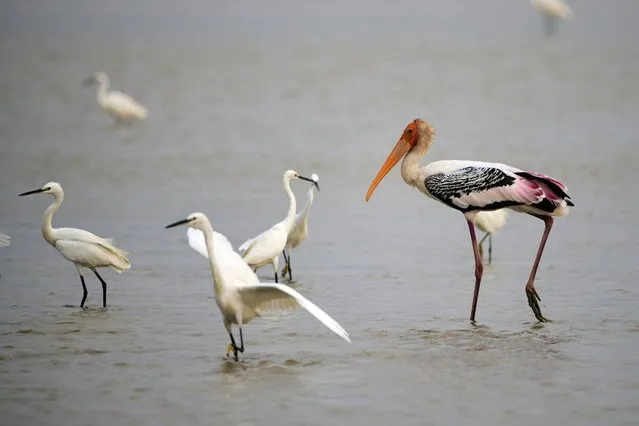 Migratory birds of Pulicat lake in Andhra Pradesh India, on January 12, 2023. (Photo by Nazim Ali Khan/NurPhoto via Getty Images)