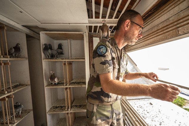 “Marechal des logis” Sylvain of the French army's 8th Signal Regiment (8e regiment de transmissions) opens a military dovecote, the last active in Europe, to let the pigeons fly at Mont-Valerien in Suresne, near Paris, on July 1, 2025. In the fortress of Mont-Valerien, in Suresnes (west of Paris), lies the last military dovecote in Europe, once used by the army to transmit messages. (Photo by Bertrand Guay/AFP Photo)