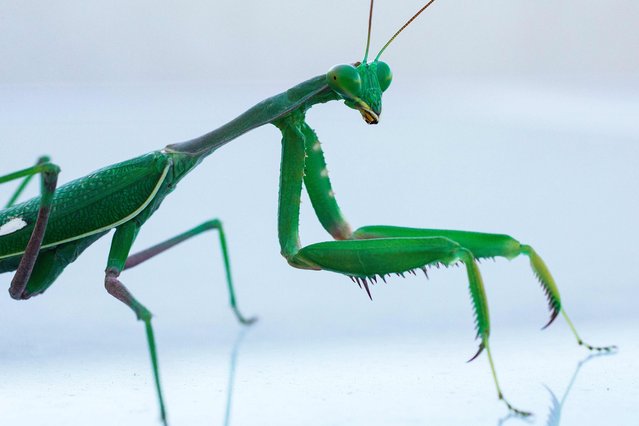 This file photo taken on November 12, 2015 shows a Mantis Religiosa, most commonly known as a Praying Mantis, on a table in the Israeli Mediterranean coastal city of Netanya on November 12, 2015. The Mantis Religiosa is an insect from the Mantidae family and it is one of the most well-known and widespread species of the order Mantodea, the Mantis. (Photo by Jack Guez/AFP Photo)