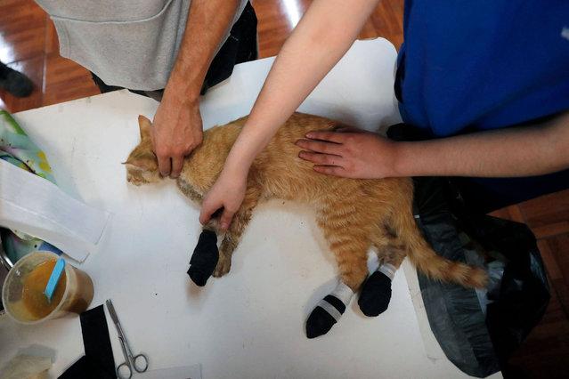 Veterinary staff treat a cat that suffered burns during the forest fire, at an improvised medical care center for animals in Santa Juana, Concepcion province, Chile on February 5, 2023. Forest fires in south-central Chile have killed at least 24 people, injured 997 and completely destroyed 800 homes in five days, according to the last official reports. (Photo by Javier Torres/AFP Photo)