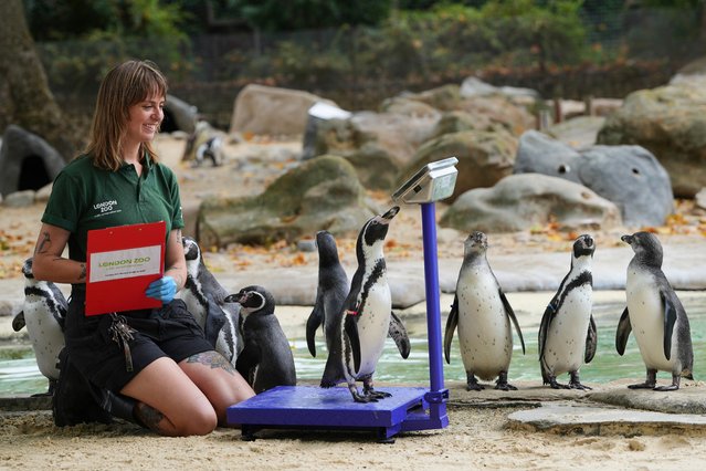 Keeper Jessica Ray weighs Humboldt Penguins as keepers at London Zoo record animals' vital statistics at the annual weigh-in as a way of monitoring their health, development and even identifying pregnancies, in London, Tuesday, August 19, 2025. (Photo by Kirsty Wigglesworth/AP Photo)