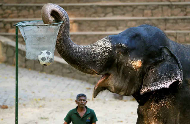 An elephant plays basketball during a show at the national zoological gardens in Colombo, Sri Lanka March 21, 2018. (Photo by Dinuka Liyanawatte/Reuters)