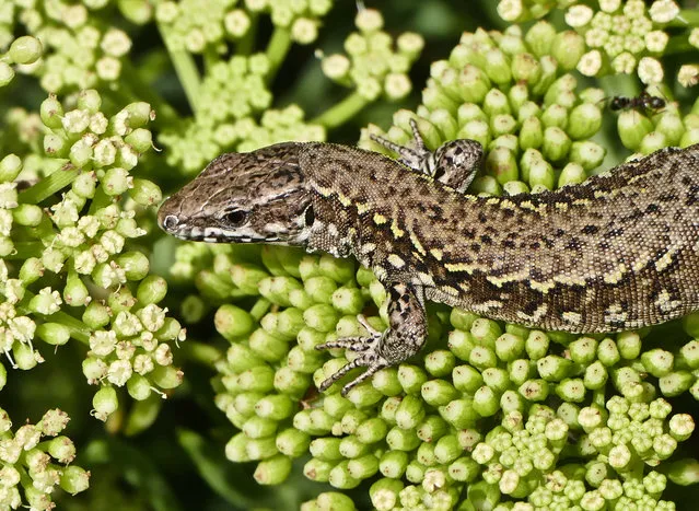 A sand lizard basking in the sunshine in Dorset, England on August 22, 2019. (Photo by Geoffrey Swaine/Rex Features/Shutterstock)