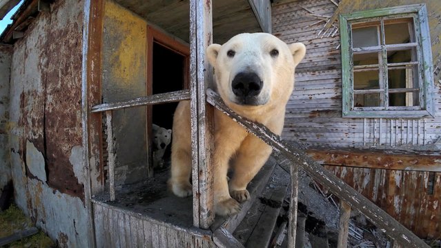 Polar bears have taken over the abandoned Soviet-era research station on Kolyuchin Island in the Chukchi Sea, in Russia's far northeast. Photo taken on September 14, 2025. (Photo by @makhorov/Reuters)