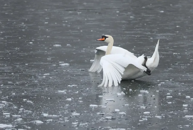 A swan makes a careful landing on the frozen rowing lake on a frosty and foggy morning at Nene Park in Peterborough, Cambridgeshire, United Kingdom on December 7, 2020. (Photo by Paul Marriott/Rex Features/Shutterstock)
