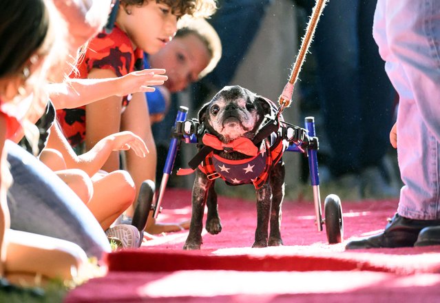 Rome, a 14-year-old Pug, walks the red carpet during the annual World's Ugliest Dog contest at the Sonoma-Marin Fair in Petaluma, California, on June 21, 2024. Wild Thang, a Pekingese dog who had already entered the competition four times, finally won the 34th annual World's Ugliest Dog competition and was awarded $5,000. (Photo by Josh Edelson/AFP Photo)