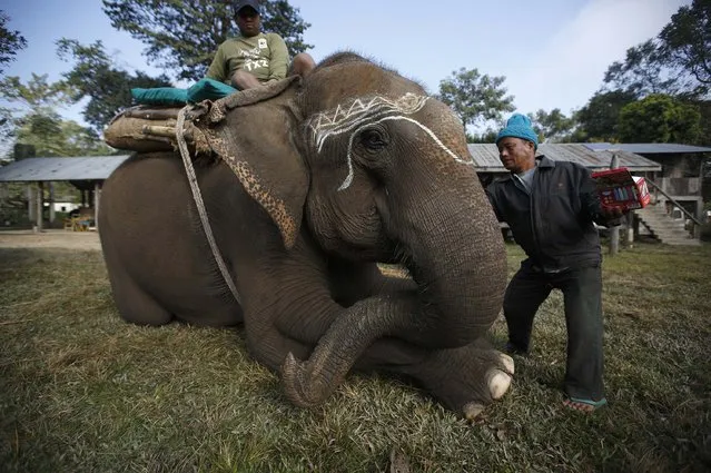 A mahout decorates his elephant before the Elephant Festival at Sauraha in Chitwan, south of Kathmandu, December 28, 2014. (Photo by Navesh Chitrakar/Reuters)