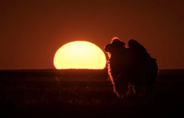 A camel stands in front of the setting sun in the steppe in the Almaty region, Kazakhstan on April 21, 2023. (Photo by Pavel Mikheyev/Reuters)