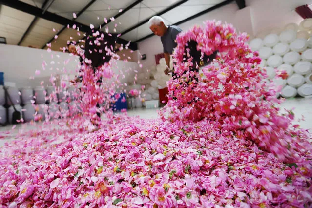 Farmers dry edible rose petals in Haian in China's Jiangsu province on May 14, 2018. (Photo by AFP Photo/Stringer)
