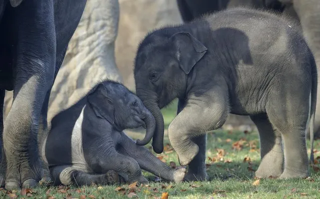 Seven months old Asian elephant Max, right, plays with the newest born baby elephant at the zoo in Prague, Czech Republic, Wednesday, Nov. 2, 2016. The male calf was born on October 5, 2016. It has yet to be named. (Photo by Petr David Josek/AP Photo)