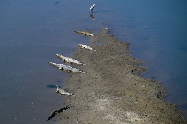 A grey heron and gharial crocodiles bask on a sandbank of the Rapti river in Chitwan National Park on December 12, 2025. (Photo by Prakash Mathema/AFP Photo)