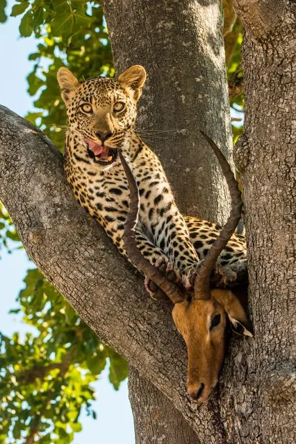 “The Catch”. Captured this young leopard sitting up a tree with its fresh kill in Botswana in southern Africa. The leopard was very proud of itself and spend plenty of time playing with the head of the impala which was perfectly wedged in the fork of the tree. Location: Okavango Delta, Botswana. (Photo and caption by John Sidey/National Geographic Traveler Photo Contest)