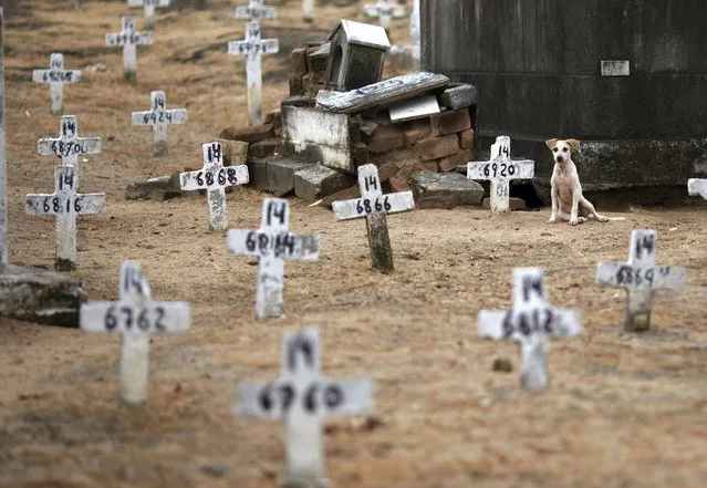 A dog sits next to numbered crosses at the Iraja cemetery, where many COVID-19 victims are buried in Rio de Janeiro, Brazil, Friday, February 5, 2021. (Photo by Silvia Izquierdo/AP Photo)