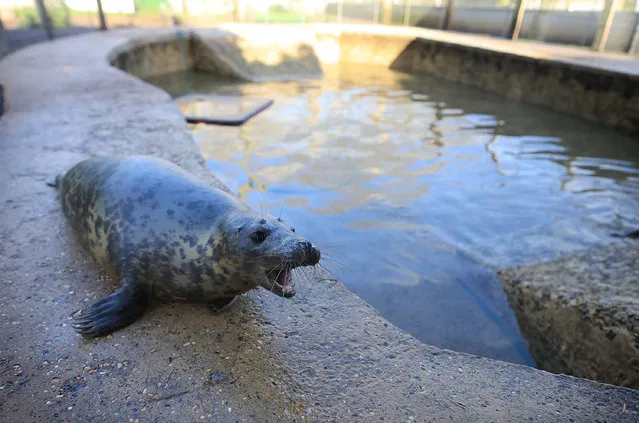 A baby seal barks beside a pool as it rehabilitates at the RSPCA Centre at West Hatch on December 9, 2015 in Taunton, England. The Somerset animal sanctuary has had an influx of seals in recent weeks and more have arrived in the past few days after being washed up on beaches in the recent storms. Once spotted, the washed up seals are monitored by various animal rescue charities to insure that they are orphans. (Photo by Matt Cardy/Getty Images)
