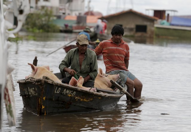 Men transport pigs on a boat near flood-affected houses in Asuncion, December 20, 2015. (Photo by Jorge Adorno/Reuters)