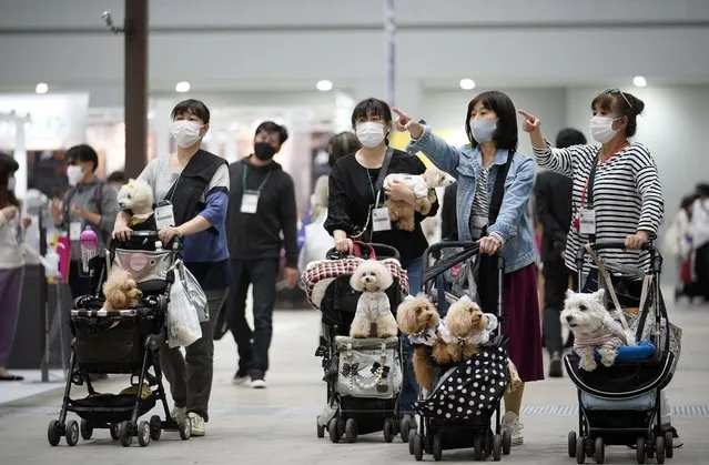 Visitors walk with their dogs in strollers at the “Interpets” international pet fair in Tokyo, Japan, 01 April 2021. As the coronavirus pandemic is limiting access from abroad, some 300 exhibitors based in Japan will present their products to business visitors and pet lovers until 04 April at the event, which is the largest international trade fair in the Japanese pet market. With the COVID-19 pandemic, pets are giving comfort to people who are spending more time home due to lockdowns and telework, boosting the pet products market. (Photo by Franck Robichon/EPA/EFE)