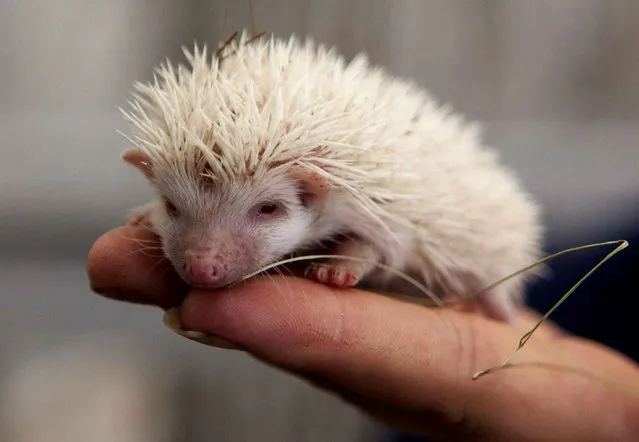 A visitor holds an albino hedgehog in a private zoo in Moscow, Russia, on August 22, 2013. Three rare albino hedgehog babies, born on the same day as Britain's new prince, have moved into a miniature castle at a Moscow petting Zoo. (Photo by Alexander Zemlianichenko Jr./AP Photo)