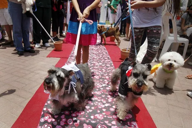 Dogs wear a bridal veil and a groom costume while walking on a red carpet for a symbolic pets wedding during Valentine's Day celebrations organized by a local municipality in Lima February 14, 2015. (Photo by Enrique Castro-Mendivil/Reuters)